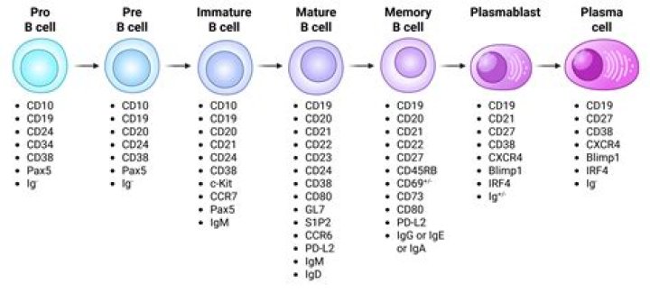 Are memory cells b cells?