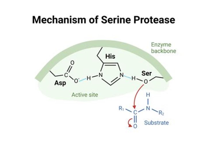 Are protease and proteinase the same?