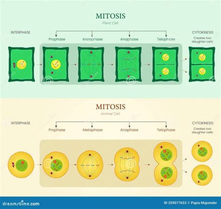 Can plant cells divide without centrosome?