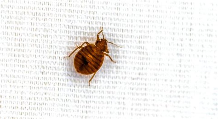Does dryer kill bed bugs?