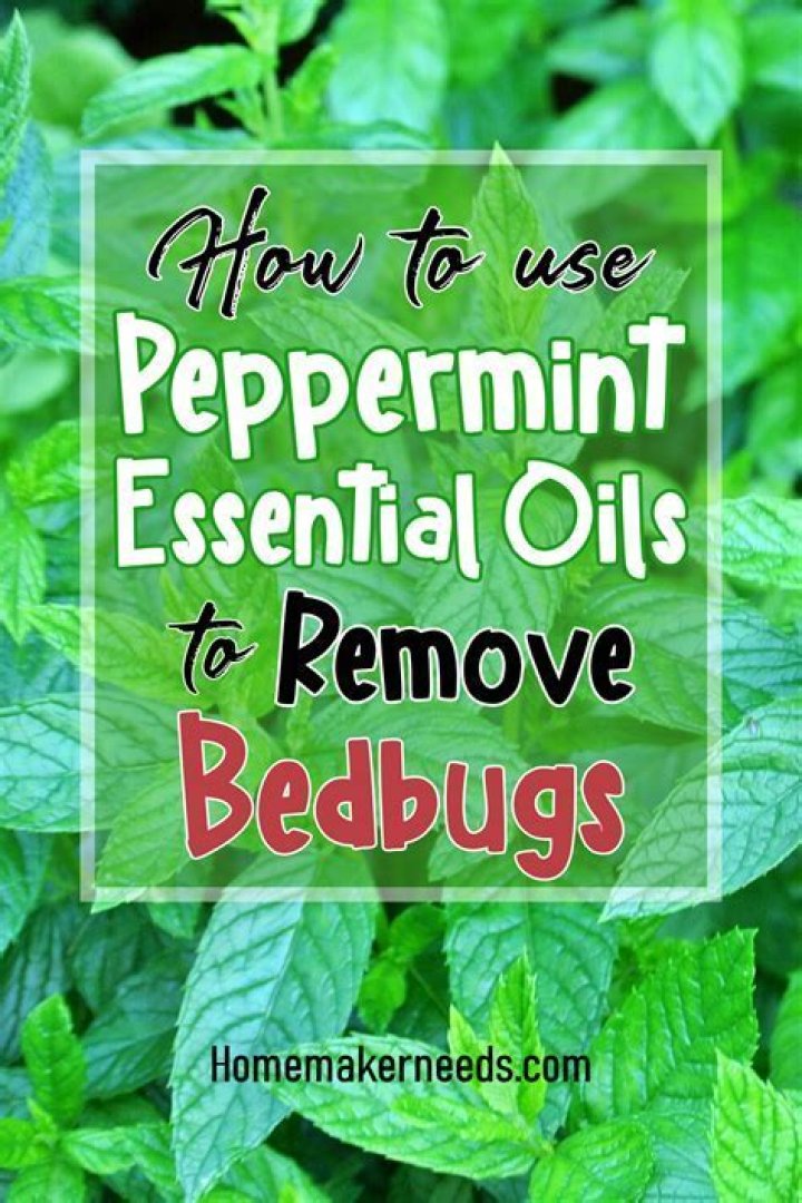 Does peppermint attract bugs?
