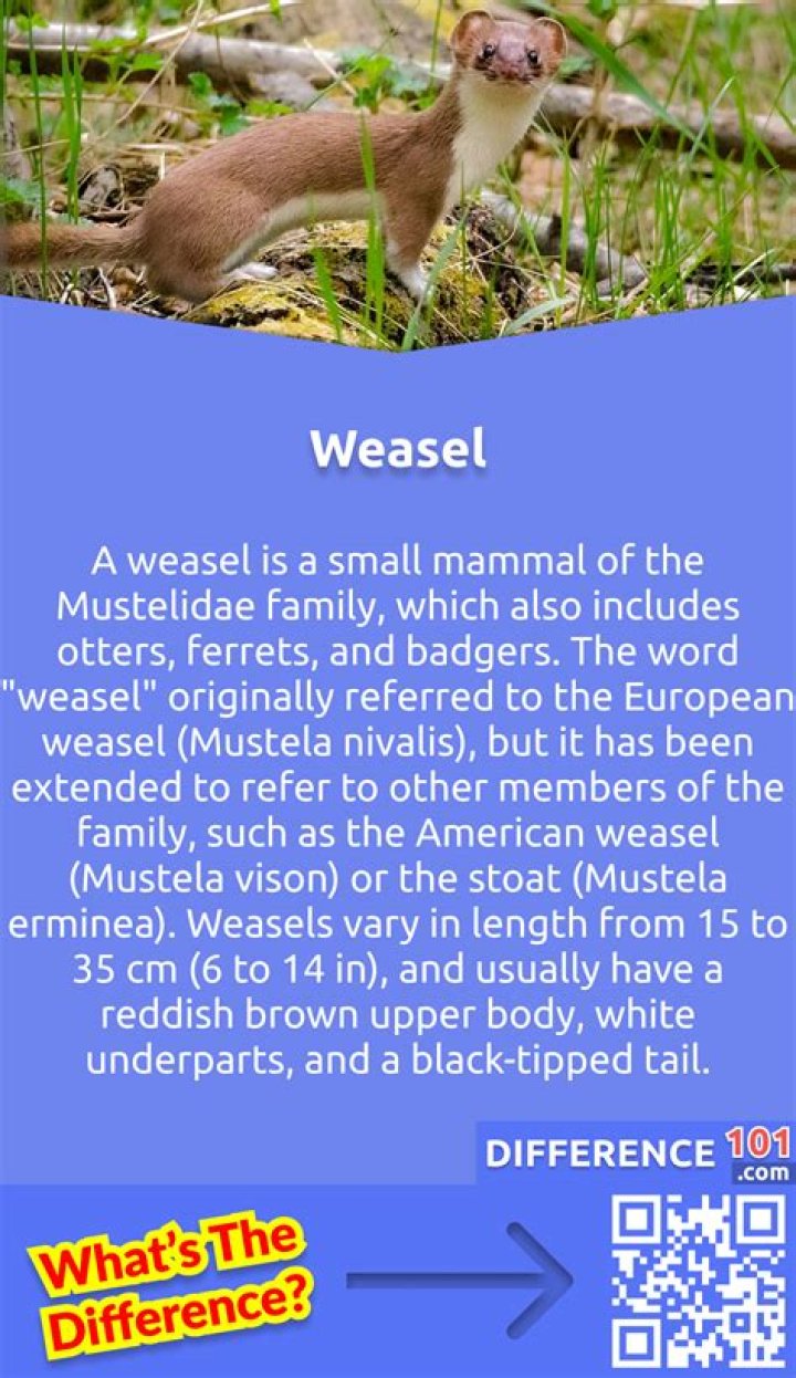 What is meaning of semsem?
