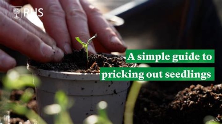 Whats the meaning of pricking out?