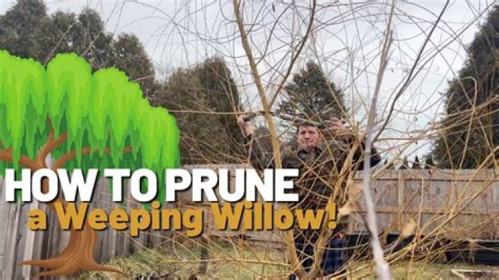 When should trees be pollarded?