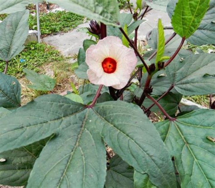 When to plant jamaican sorrel?