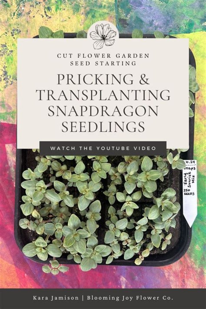 When to start pricking out seedlings?