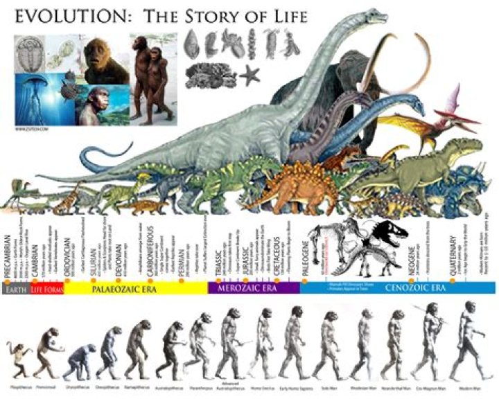 When were animals created?