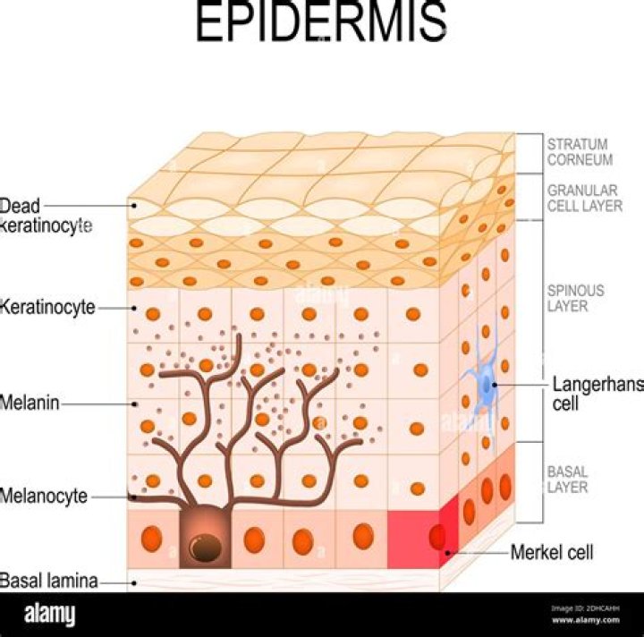 Where are epidermal cells found?