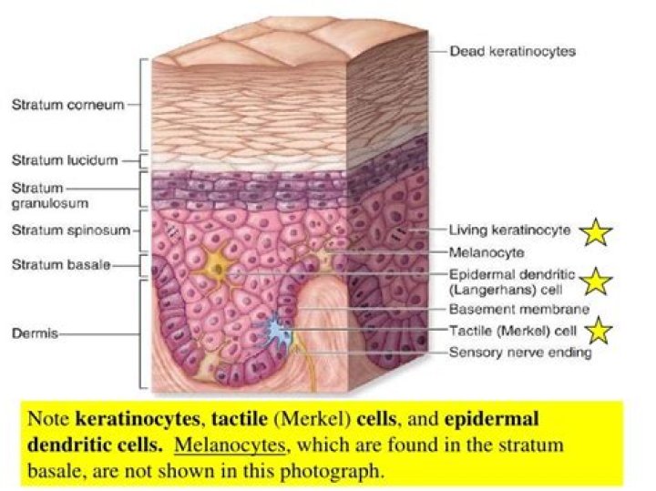 Which epidermal layers contain dendritic cells?