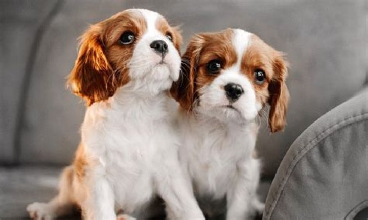 Why cavalier king charles spaniels are the best?