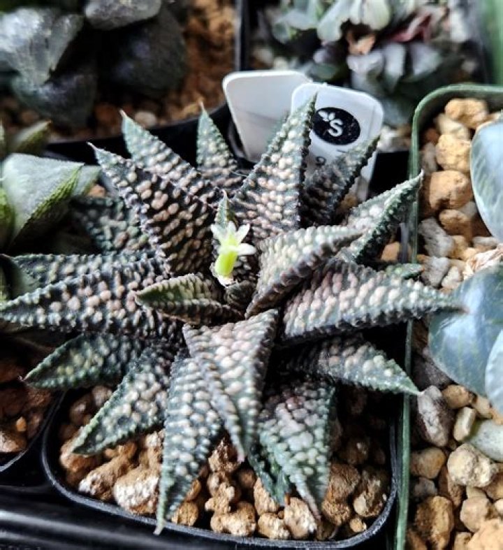 Why do haworthia flower?
